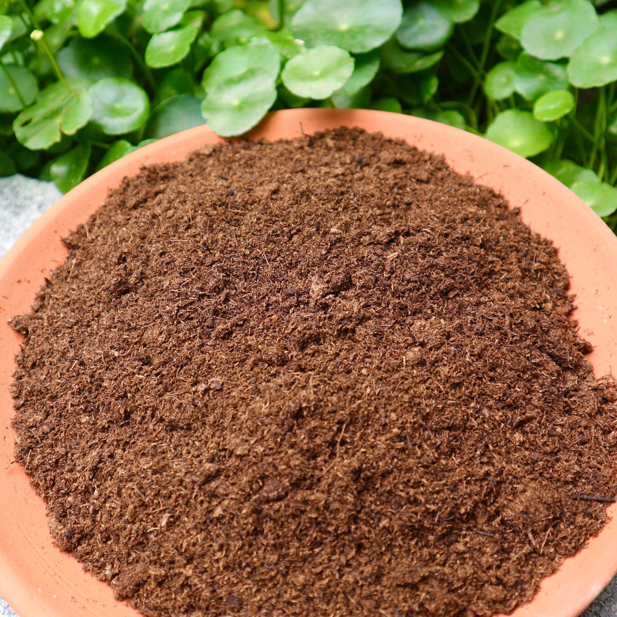 Peatmoss - Peatman túi 600gr | Rêu than bùn dùng ươm cây, hỗ trợ trồng cây