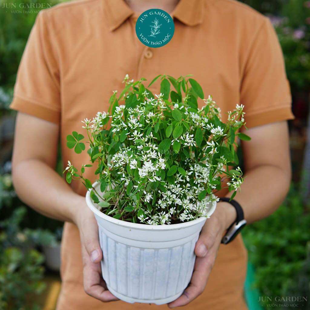 Cây giống hoa tuyết cầu trắng thân gỗ jun garden
