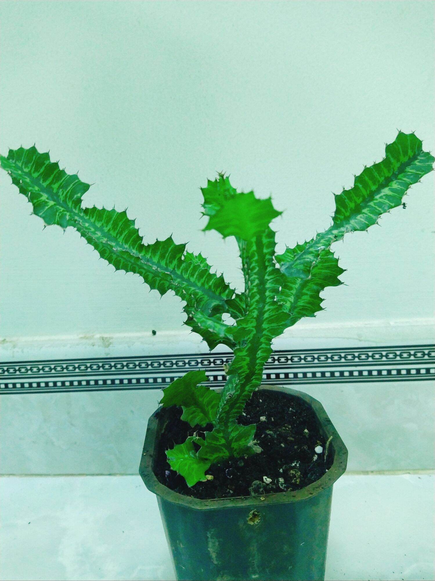 Cây xương rồng euphoria