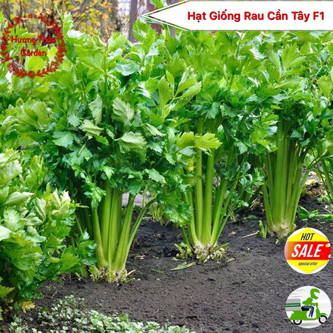 Hạt giống cần tây f1