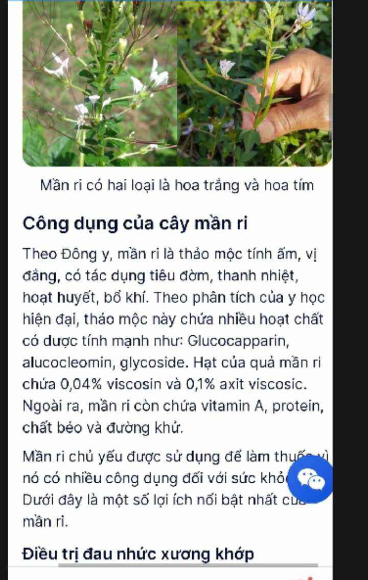 Cây mầm ri khô 1kg