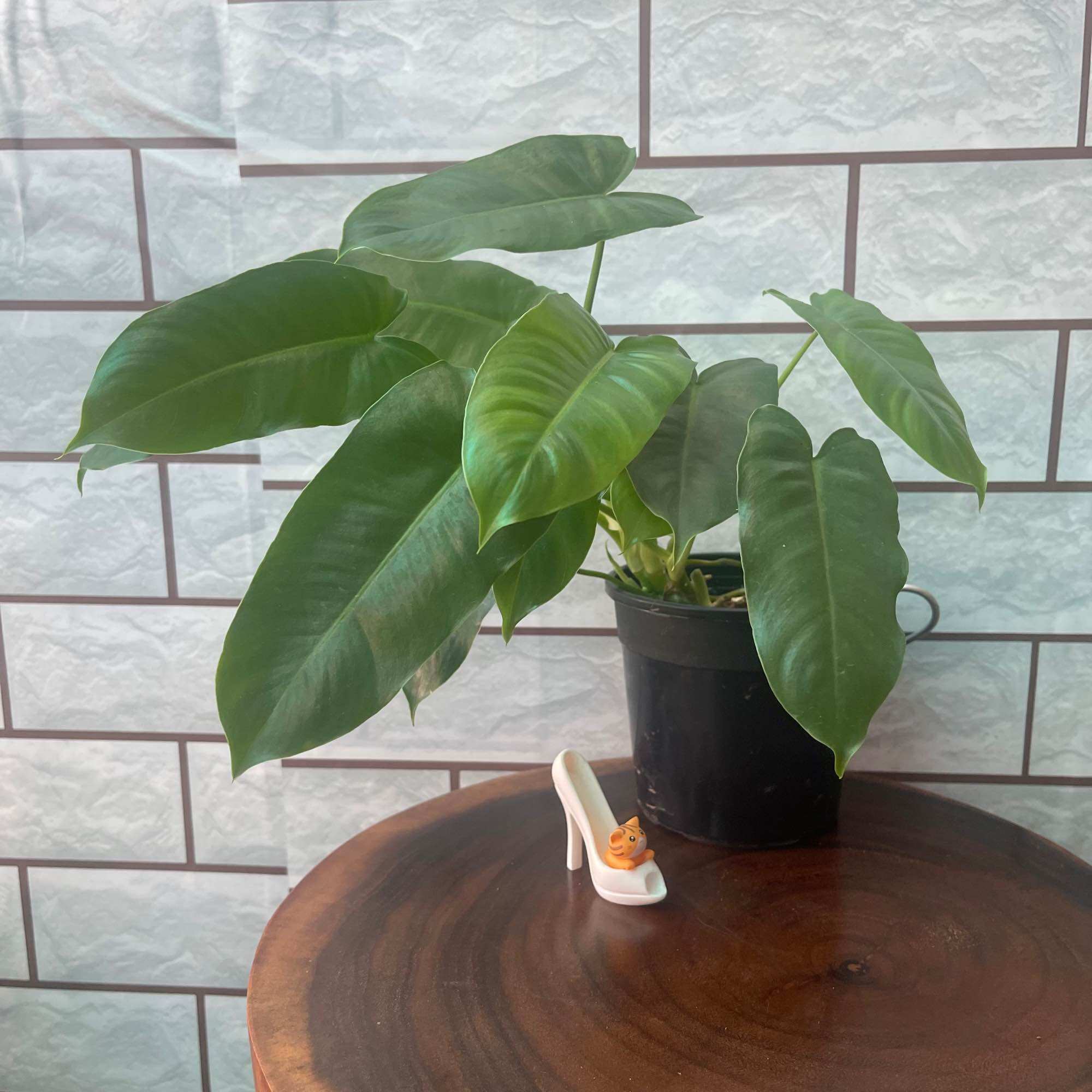 Cây trầu bà P blue Marx(trầu bà tỷ phú)