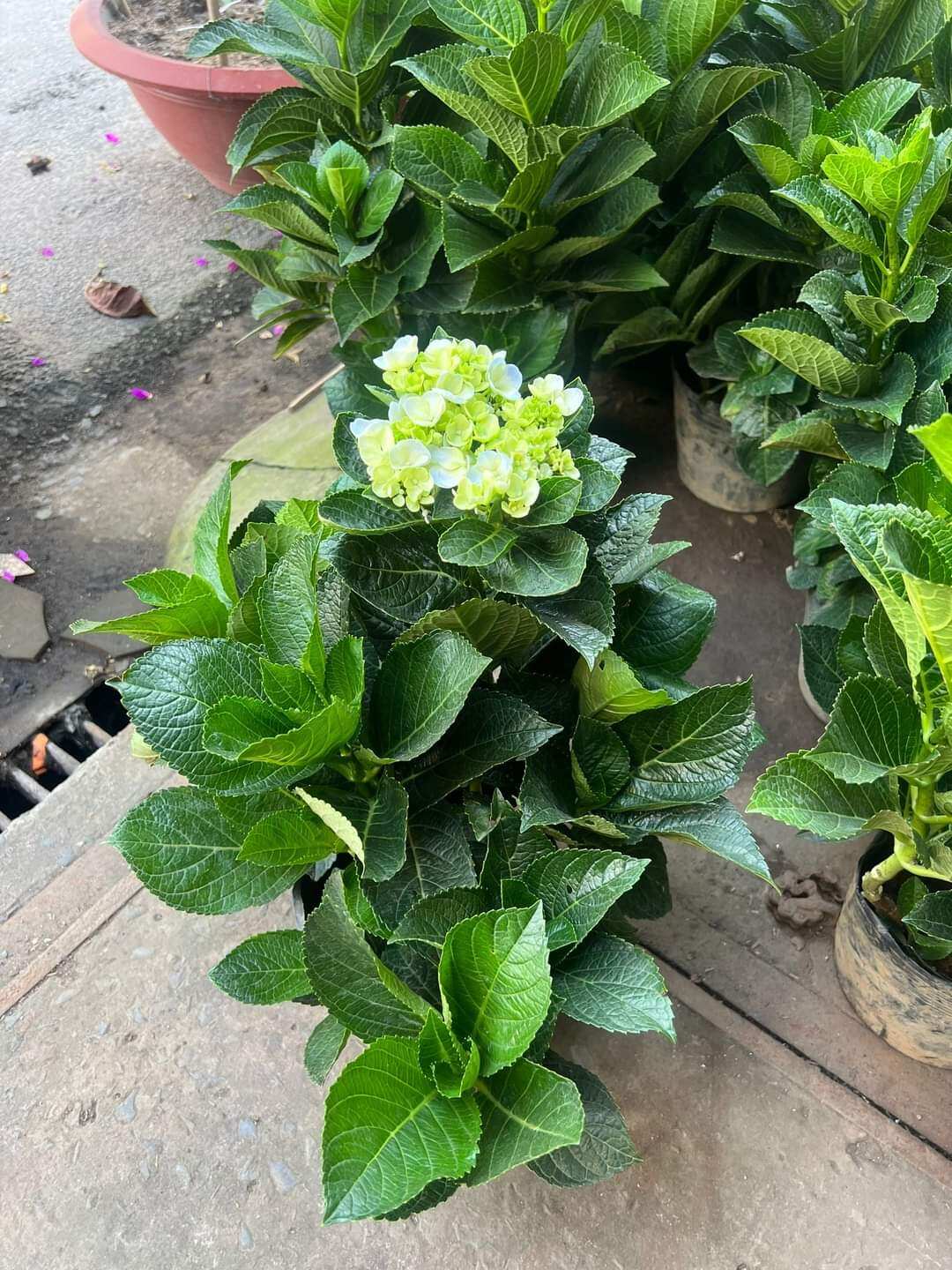 CHẬU CÂY HOA CẨM TÚ CẦU