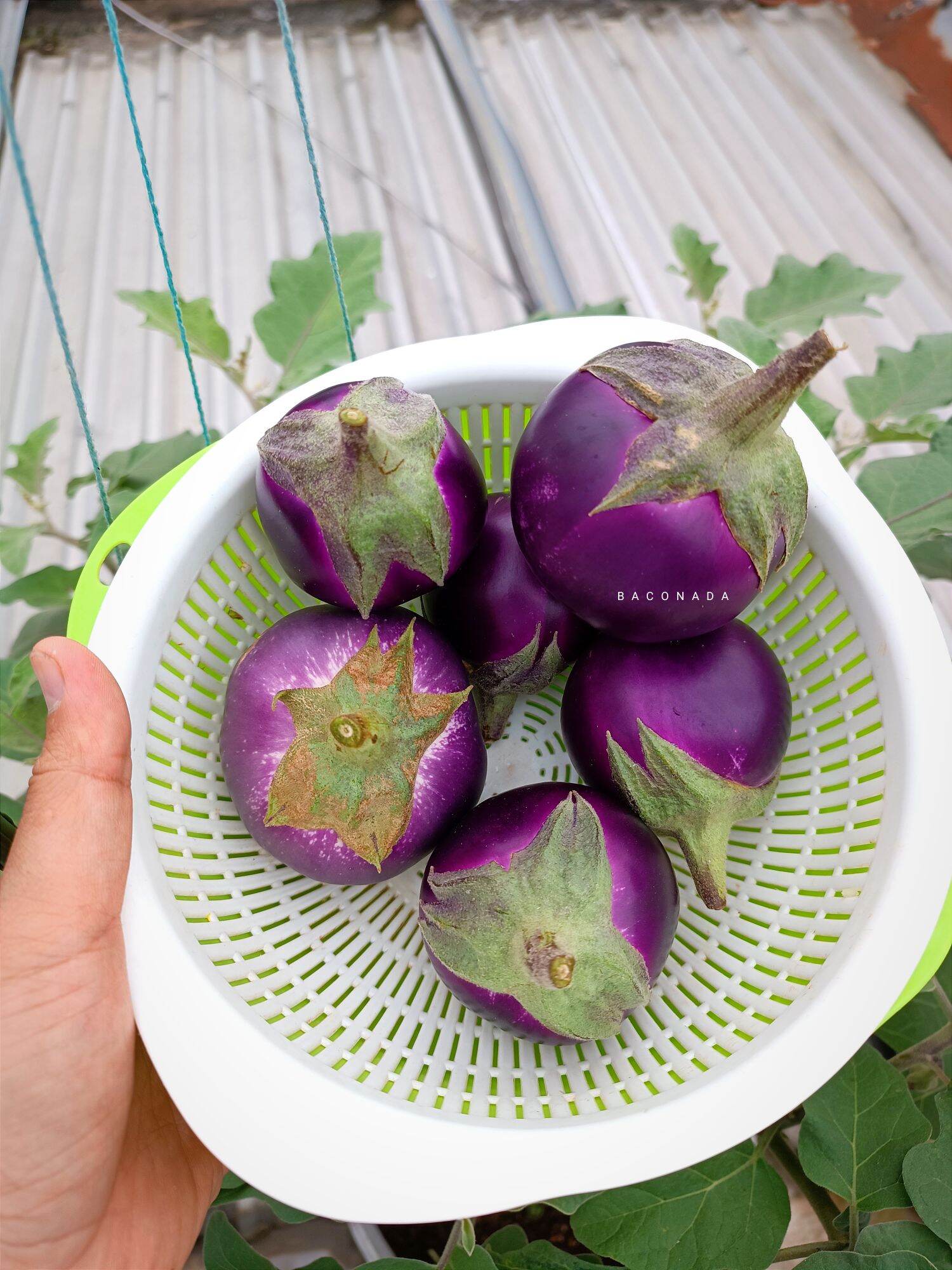 Hạt giống cà tím quả tròn