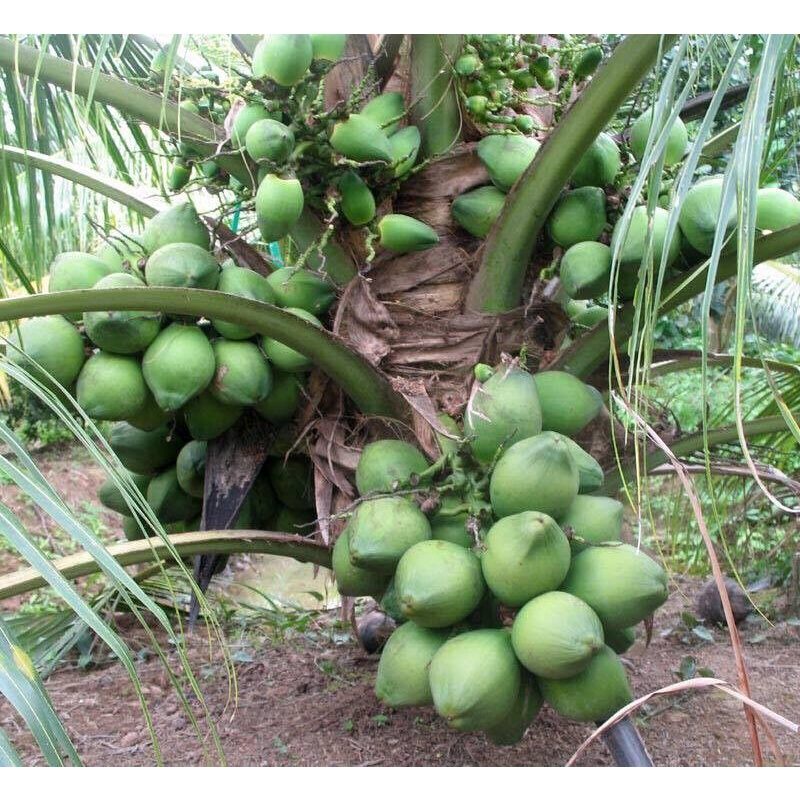Cây dừa xiêm lùn giống bến tre