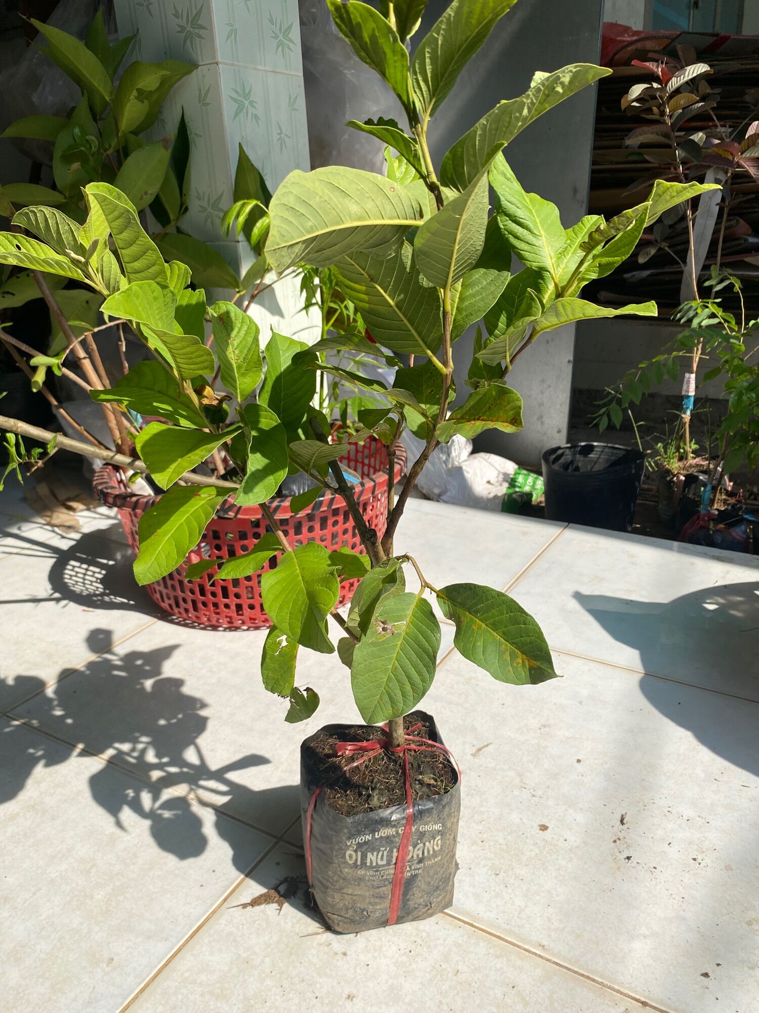 Cây  ổi nữ hoàng ( cây giống )