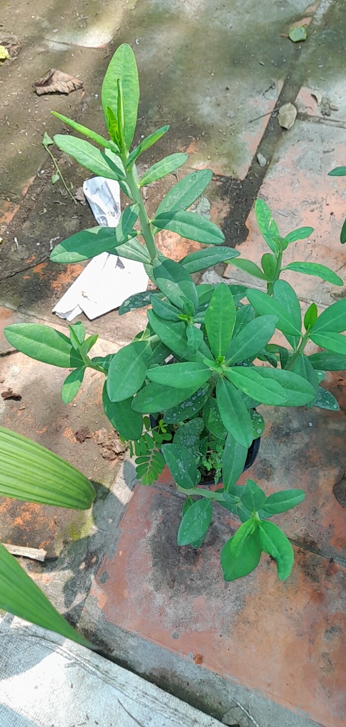 Thạch anh hỗ trợ điều trị bệnh ung thư miệng, vòm họng, luỡi, sâu răng