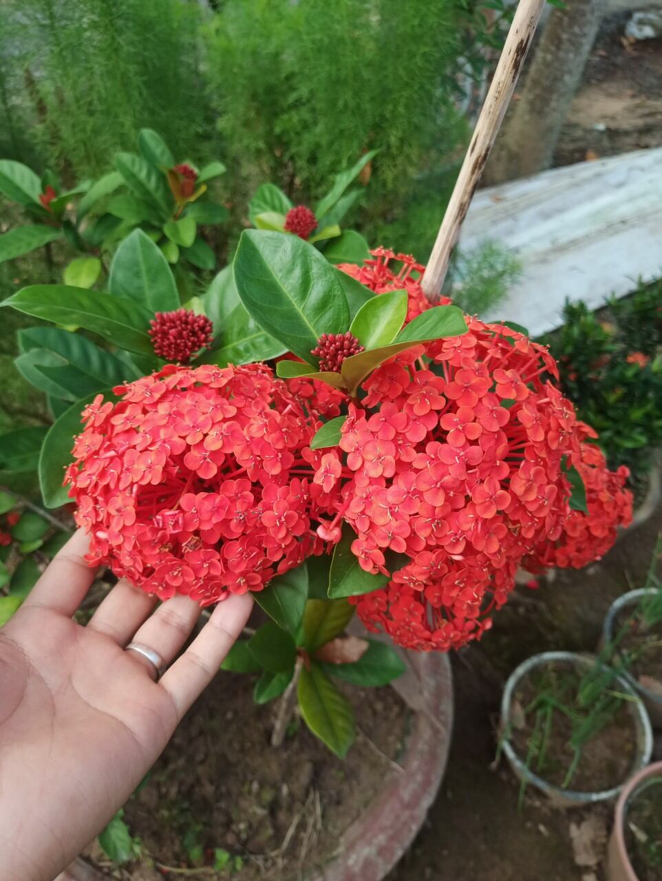 Cây Bông Trang Tàu lá trung màu Đỏ