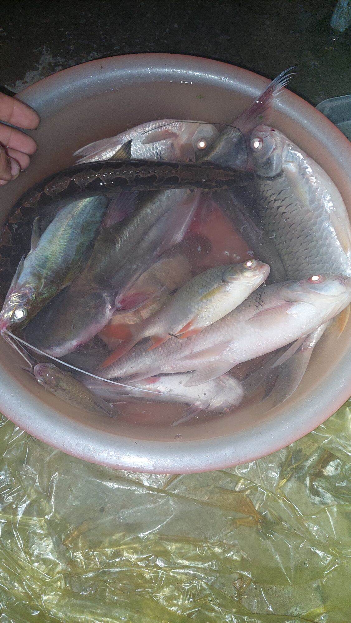 TINH MÙI CÂU CÁ HƯƠNG BẮP THE ONE