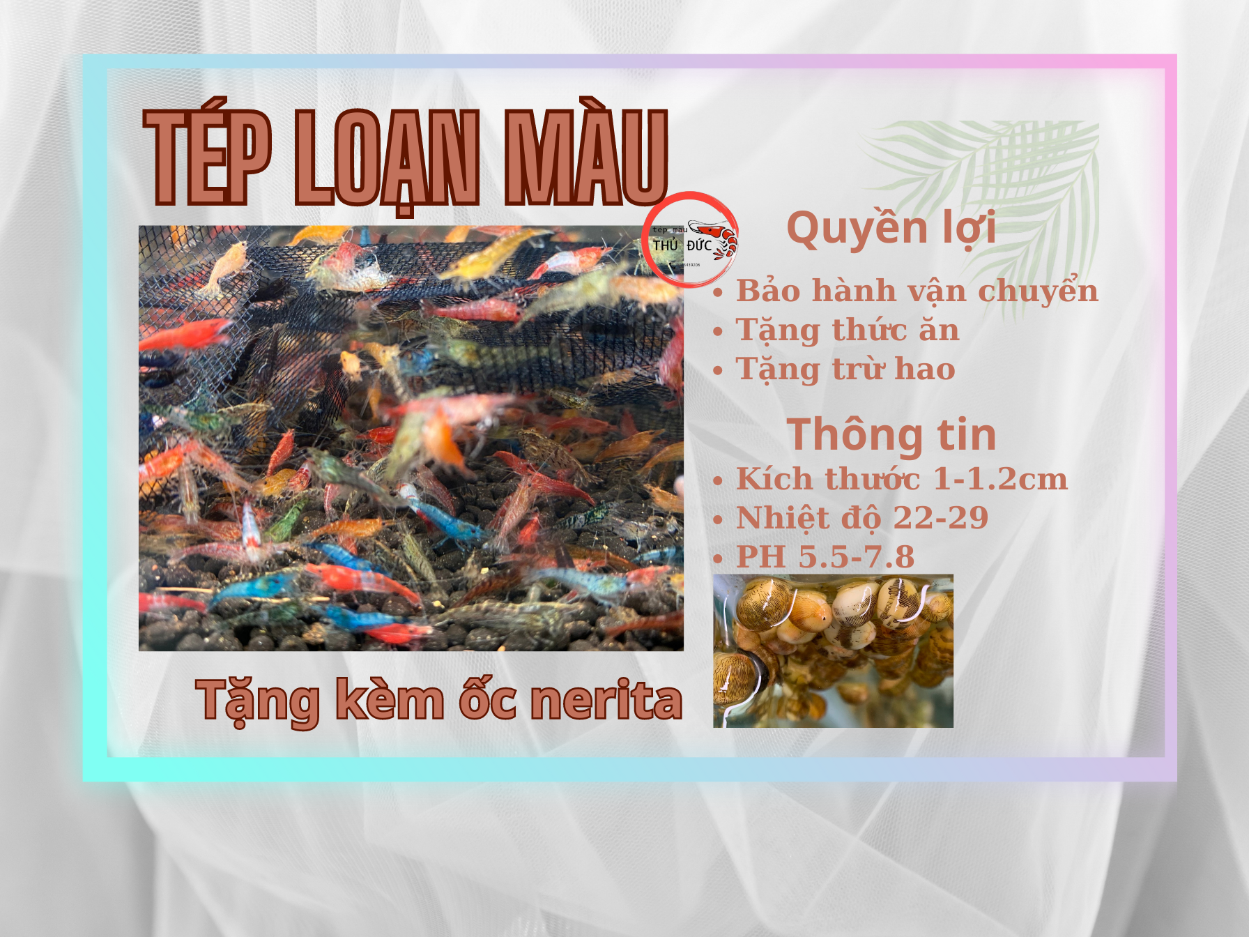 20 tép cảnh loạn màu trang trí bể thủy sinh – Cá/Tép Cảnh Hồ Thủy Sinh Trang Trí Bể Cá Nano Aquarium – Cá Thủy Sinh Mini Trang Trí Bể Cá Nano Aquarium Fish