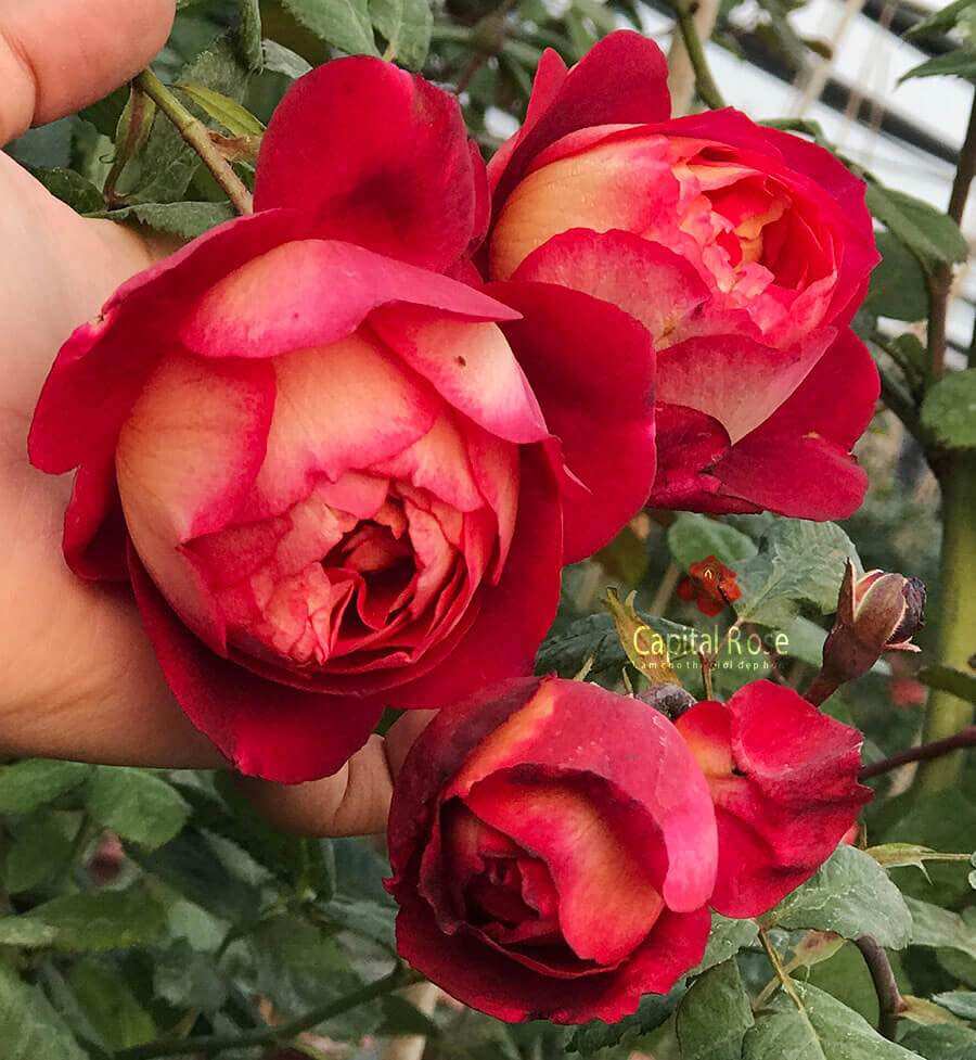 Hoa hồng bán leo Docteurs Massad Rose