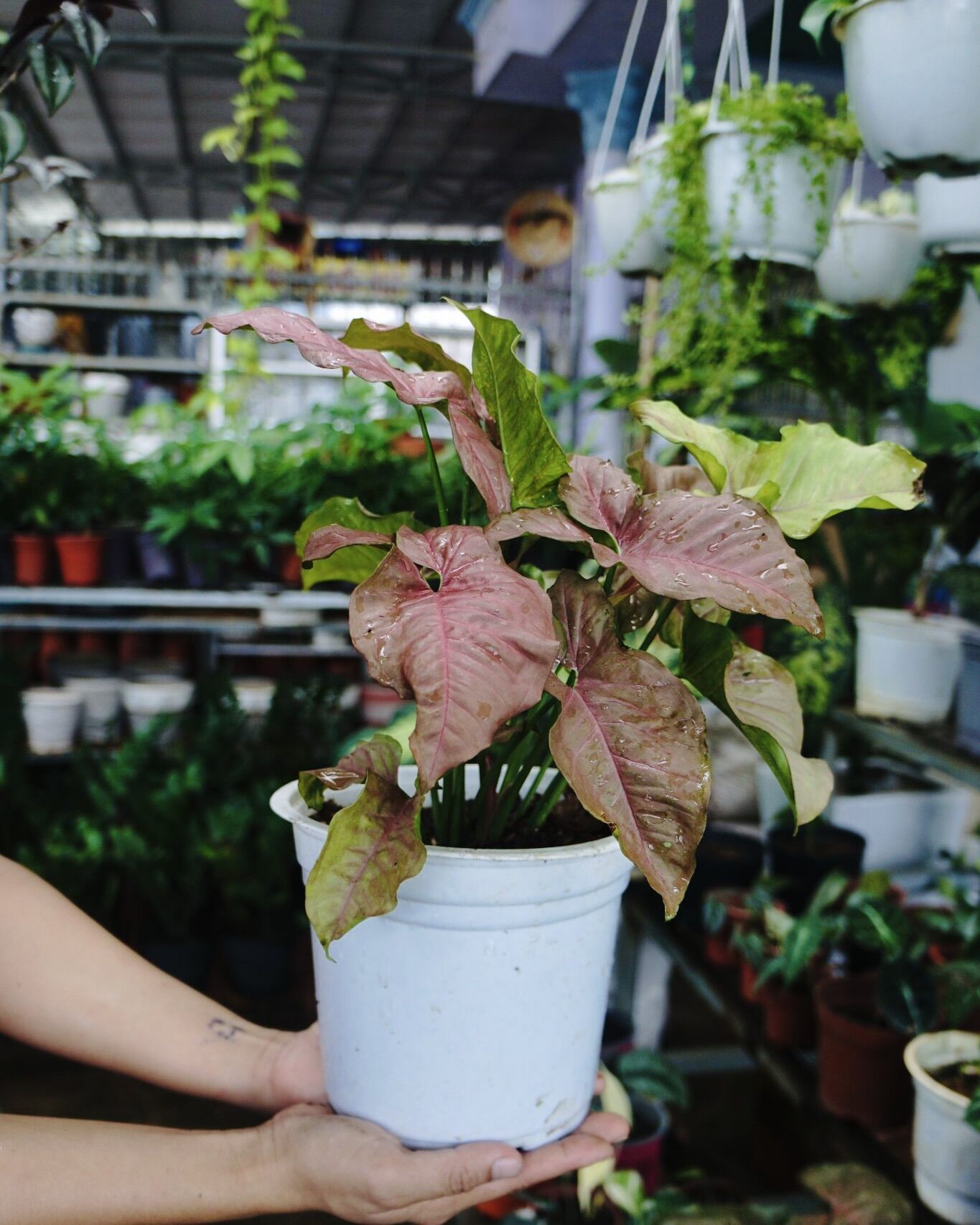 CÂY TRẦU BÀ HỒNG