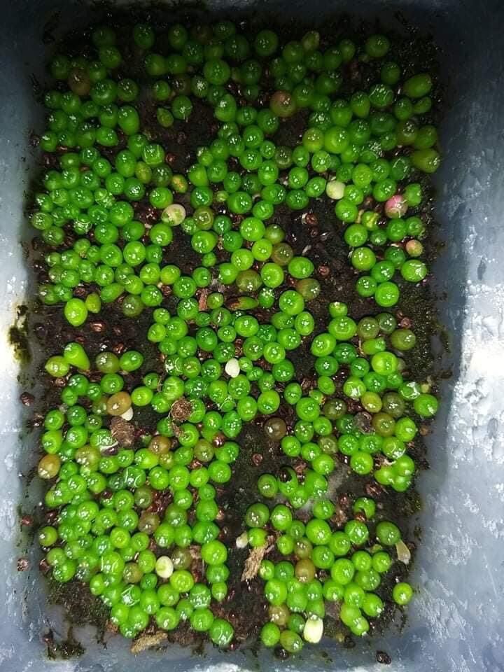 Xương rồng aster Super kabuto 100hạt