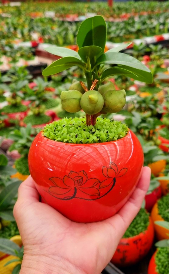 Cây Tài Lộc phong thủy để bàn (chậu sứ xinh xắn)