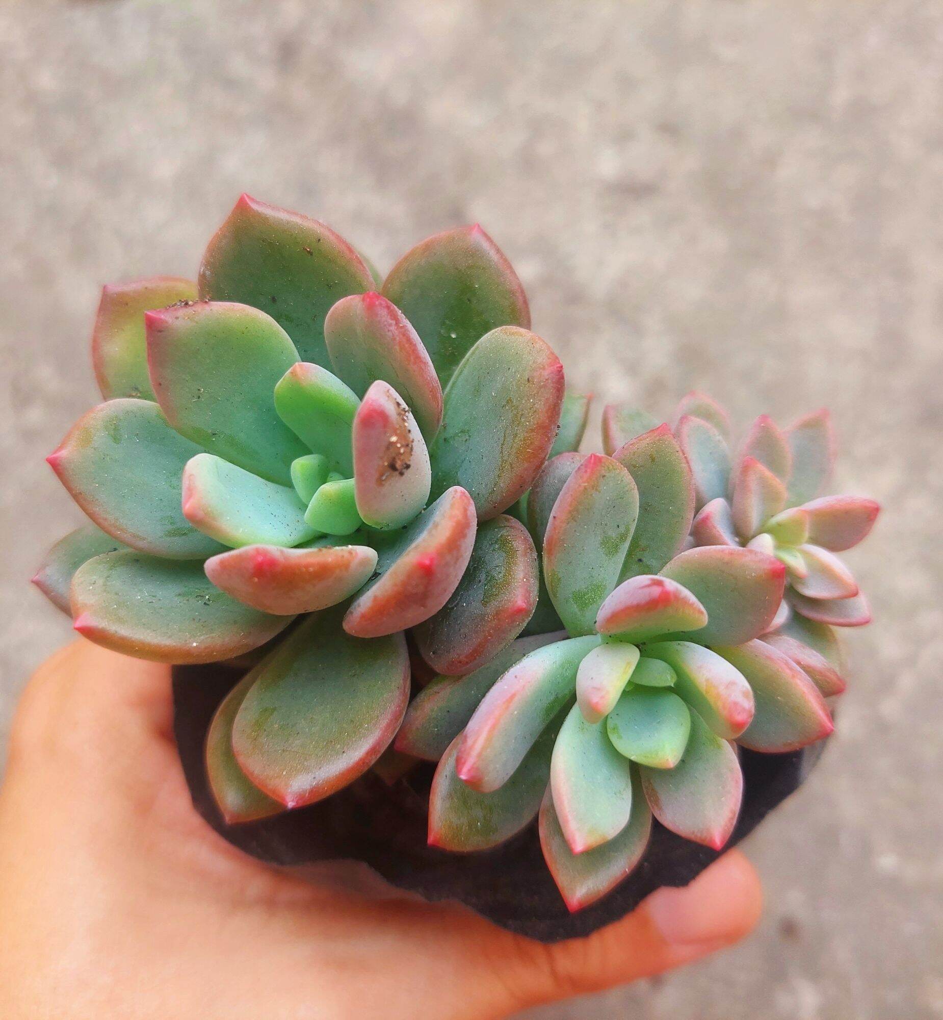 Sen đá AURORA GEM size bầu 5-6cm