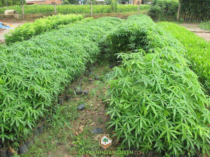 Cây giống trôm lấy mủ