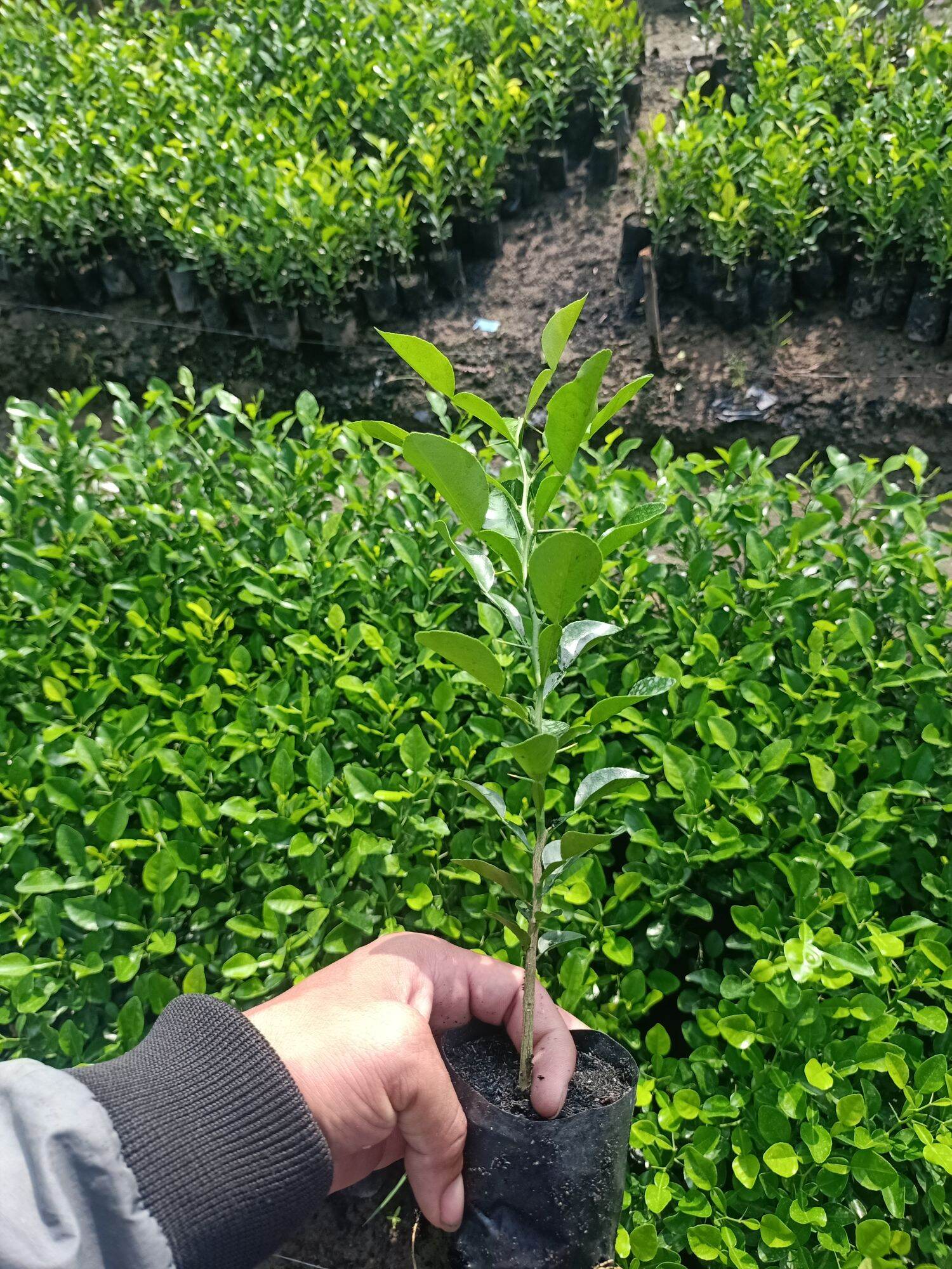 cây chúc giống 2cây
