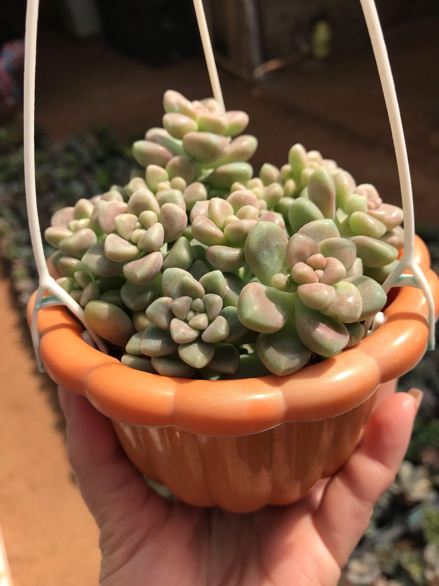 Sen đá kim tuyến cute size chậu treo mini
