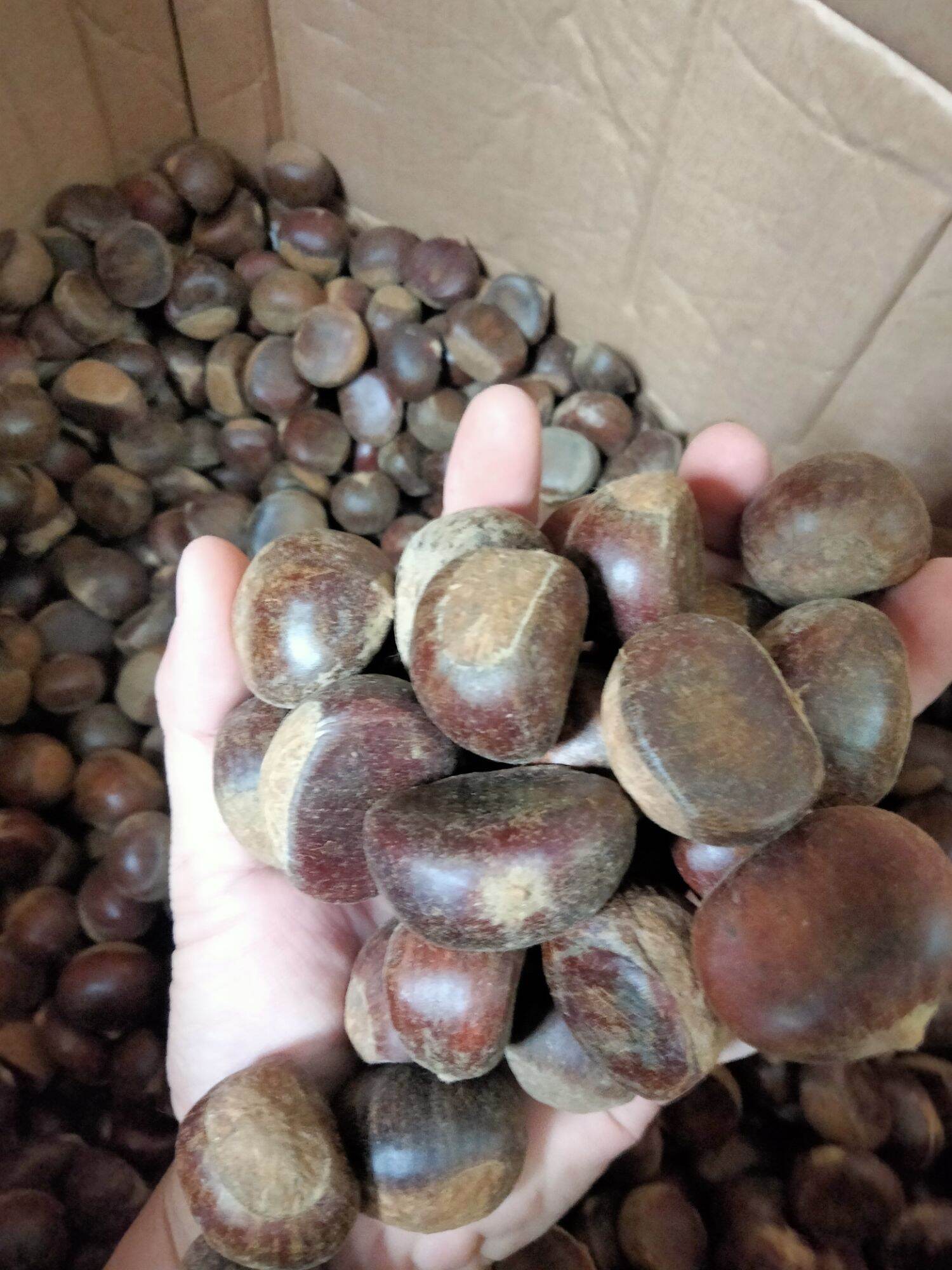 Đặc sản hạt dẻ Sapa ngọt bùi