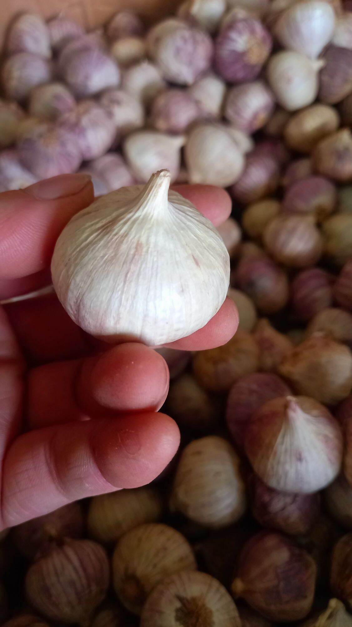 Tỏi cô đơn (500 gr) củ nhỏ