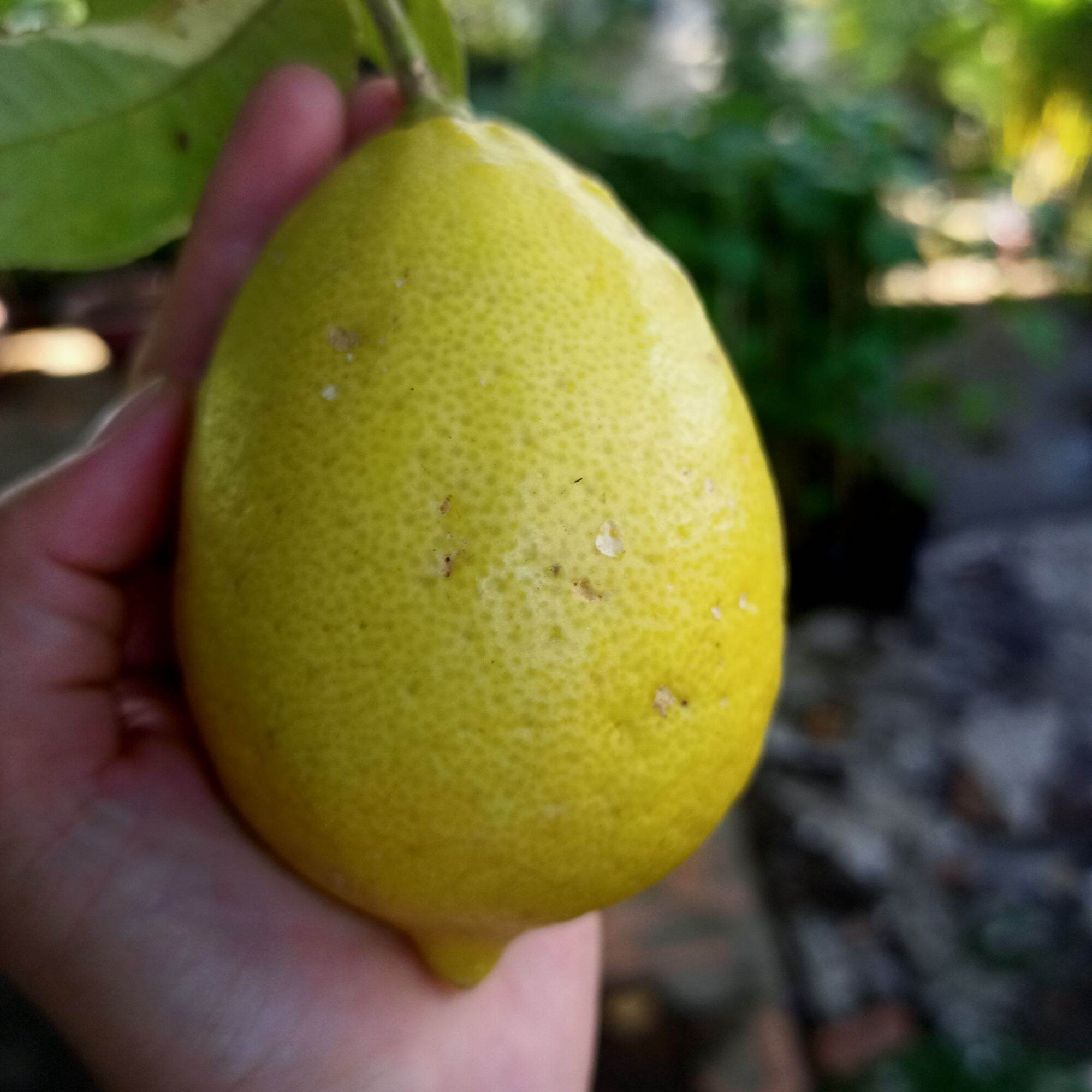 Cây chanh cẩm thạch
