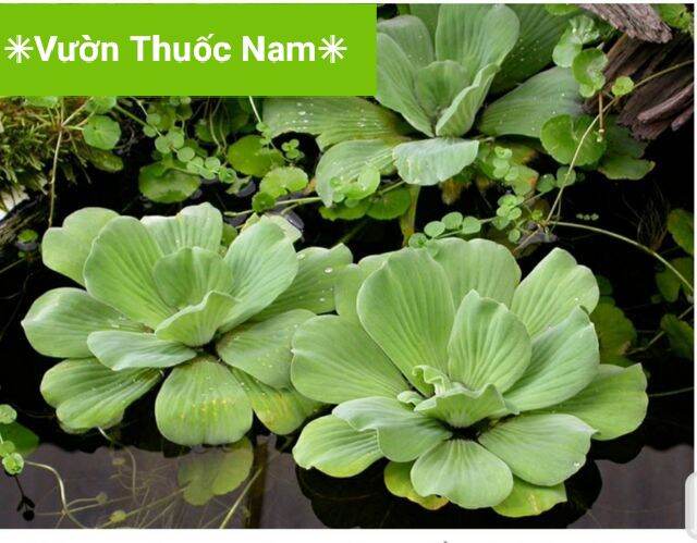combo 5 bèo tai tượng to dễ trồng