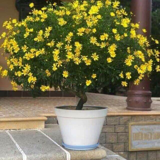 Cúc thân gỗ cây lâu niên