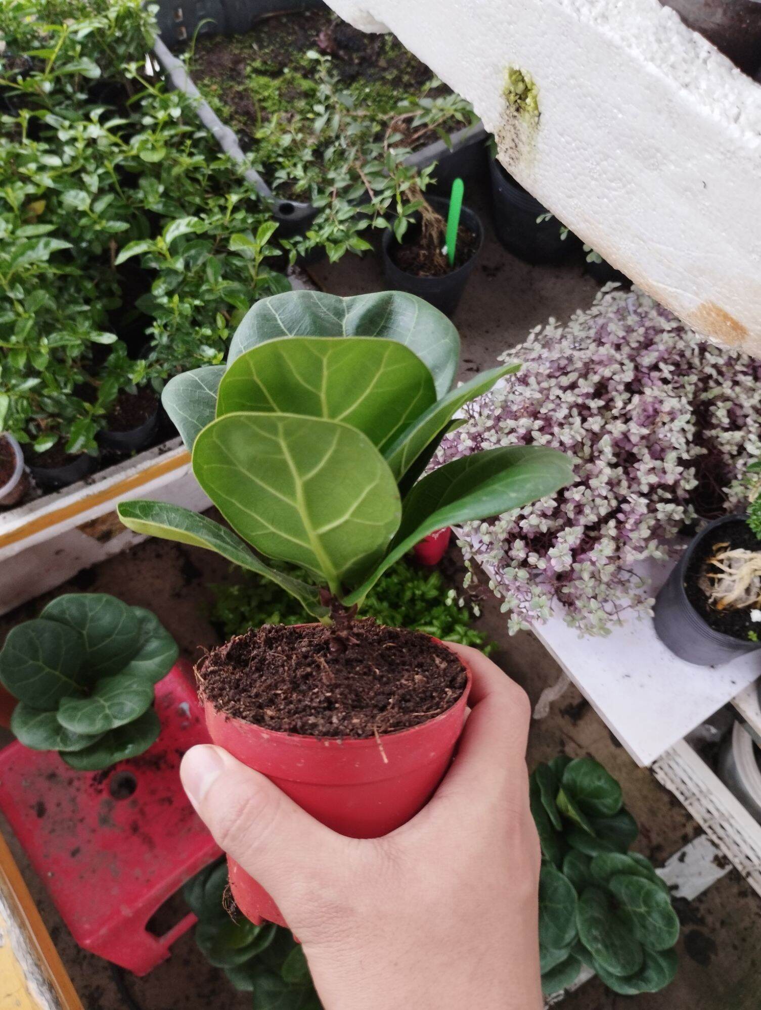 Cây bàng singapore mini để bàn cao 15cm