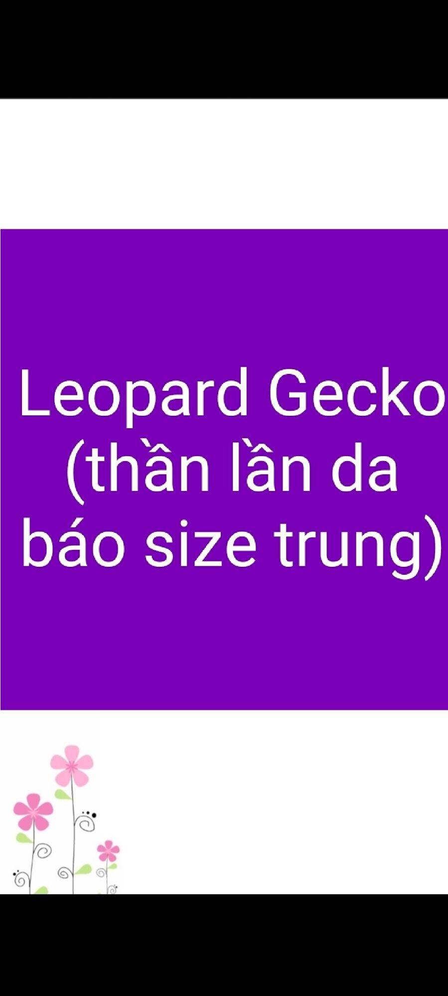 Đồ chơi thật Leopard Gecko trung vip