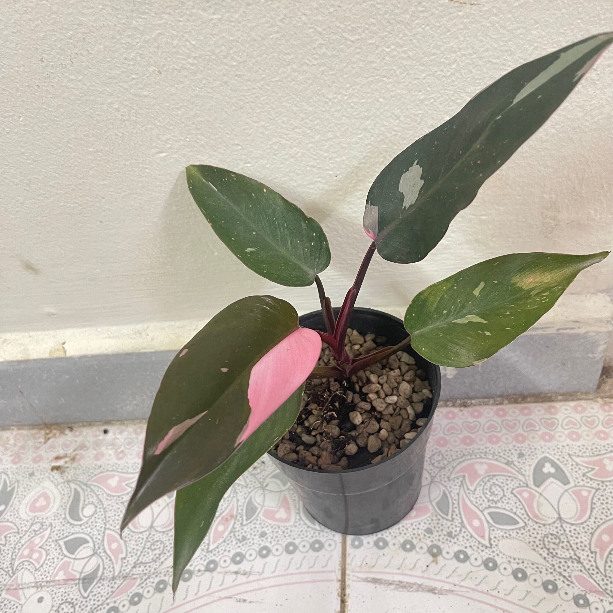 Cây philodendron Pink Princess công chúa hồng