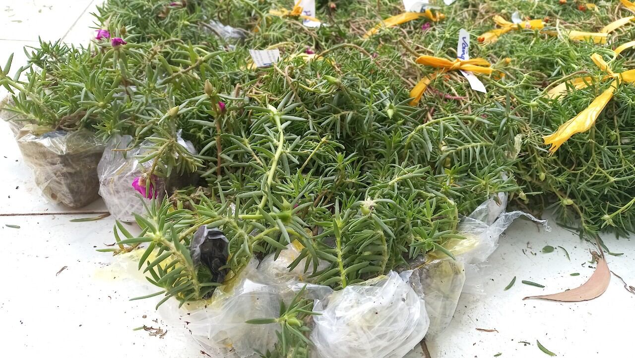1kg Cành mười giờ 10 màu 59k