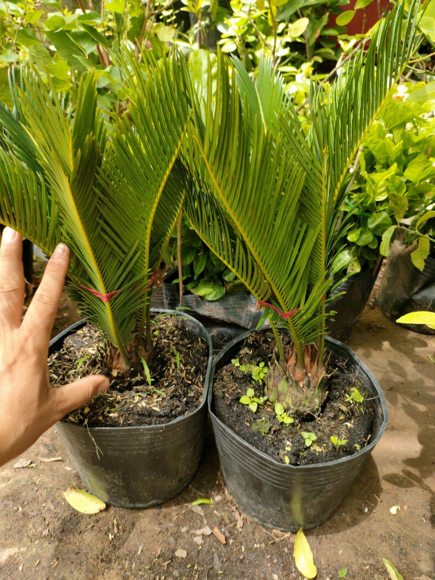 Cây vạn tuế