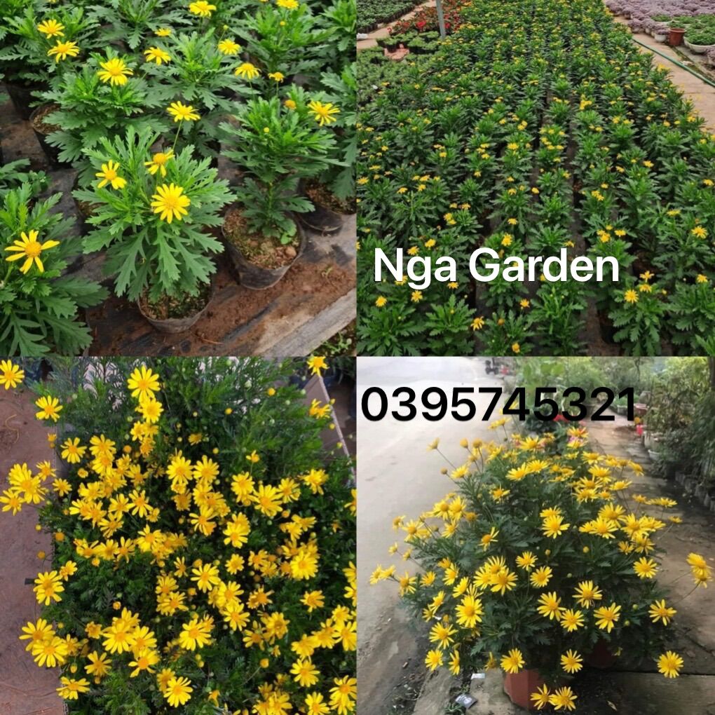Cây cúc thân gỗ cao 20-30 cm Ngagarden