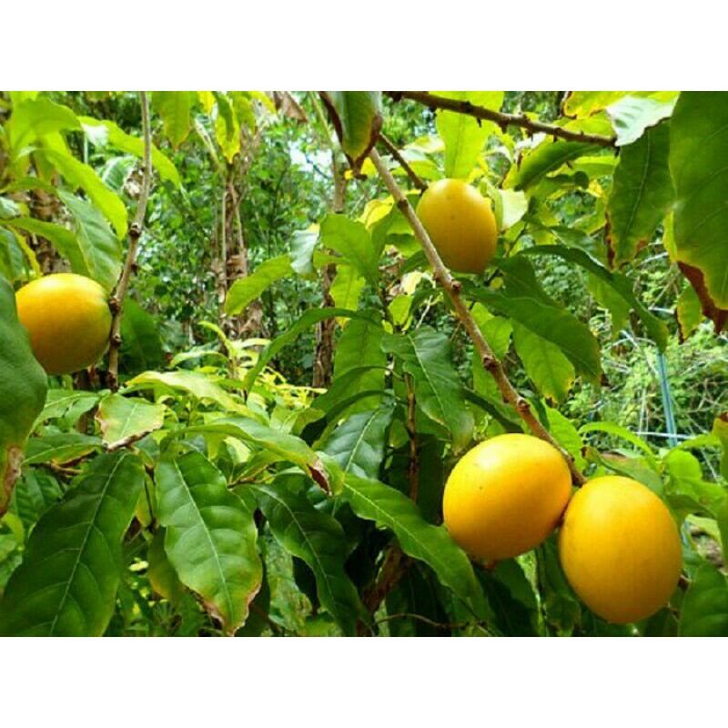 Vú sữa Hoàng Kim gieo hạt cây cao
