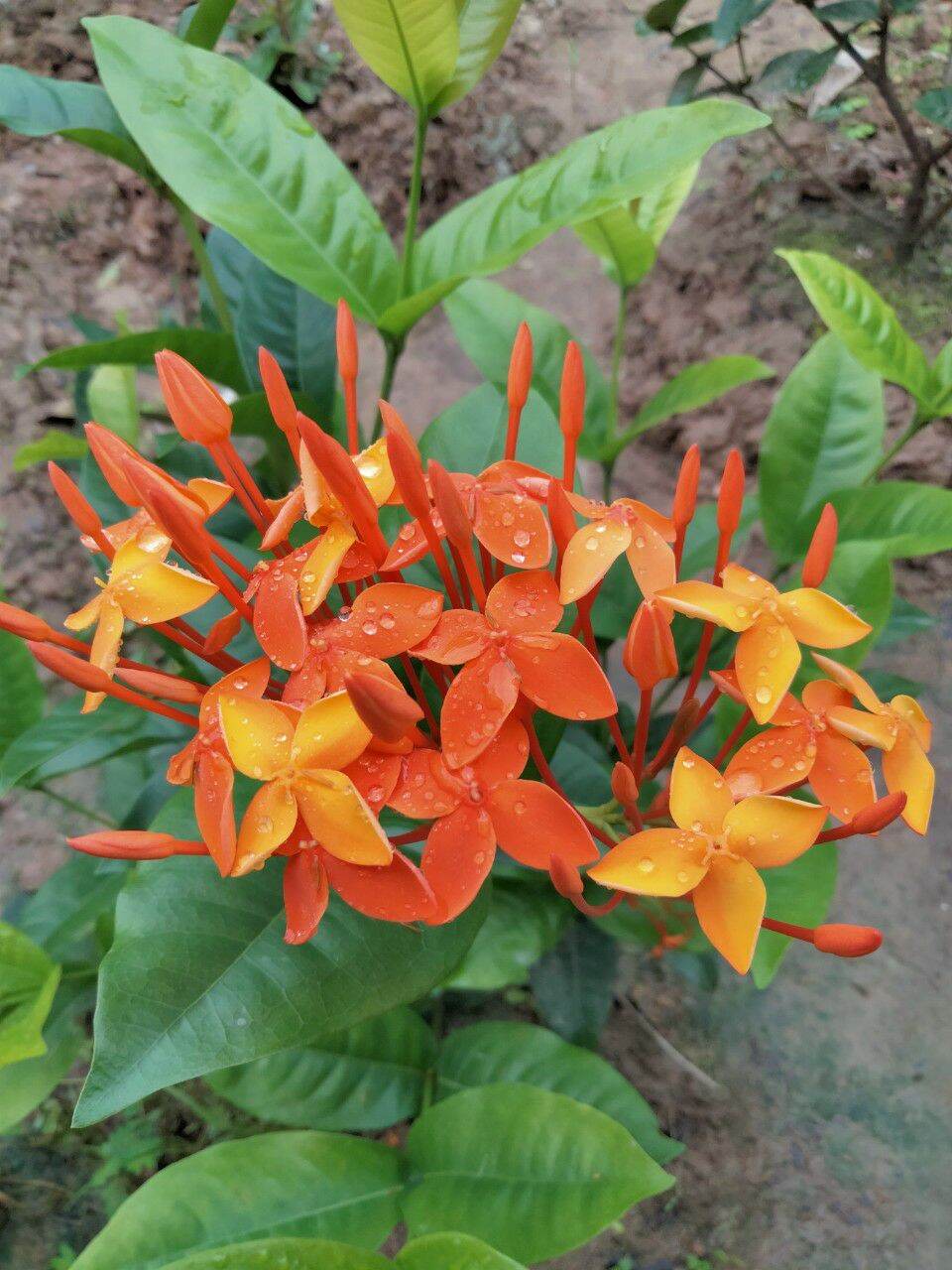 cây giống cam dạ quang