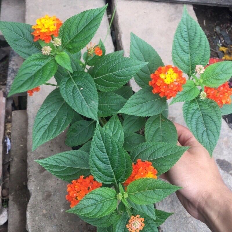 Giống cây hoa ngũ sắc