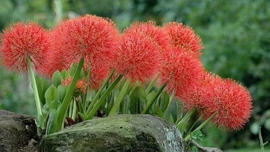 Củ hoa Hồng tú cầu