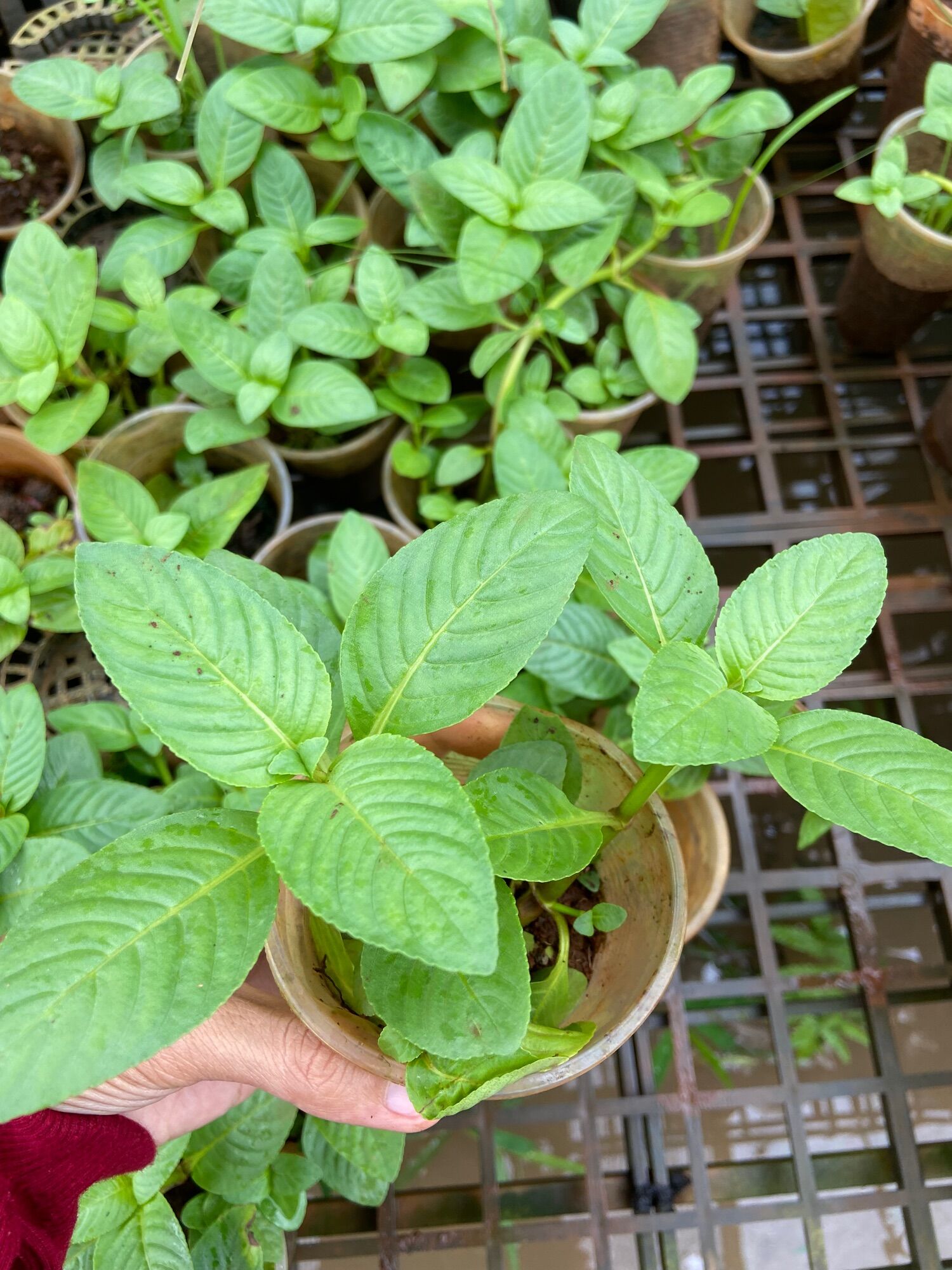 Cây giống rau xá xị (rau quế vị)