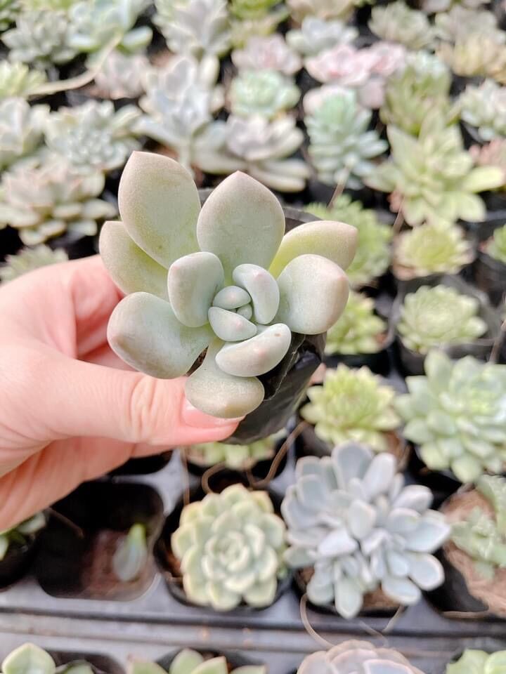 Sen đá sỏi dài cute bầu