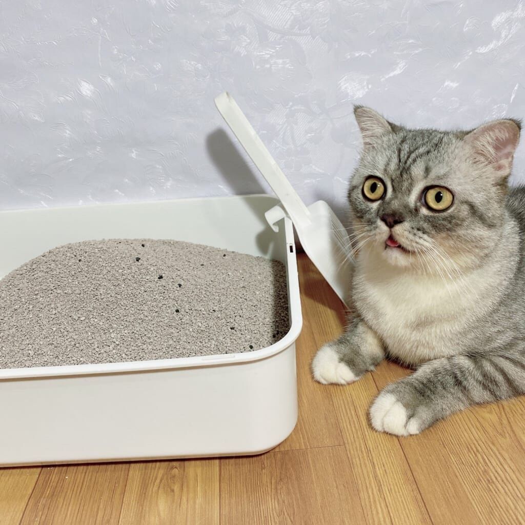 CÁT 8l cho mèo catmeow meow