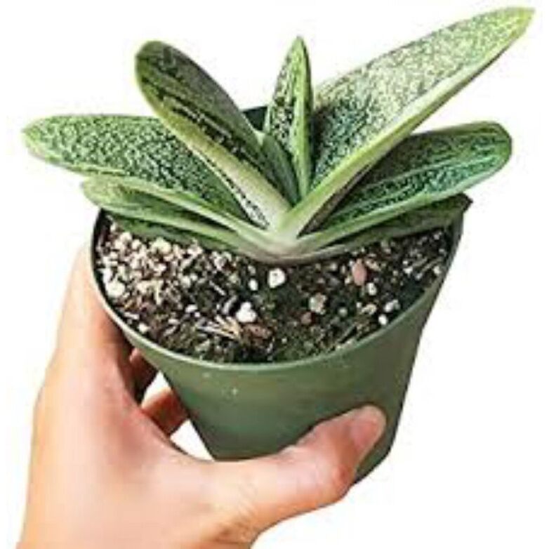 Sale 50%- sen đá gasteria var