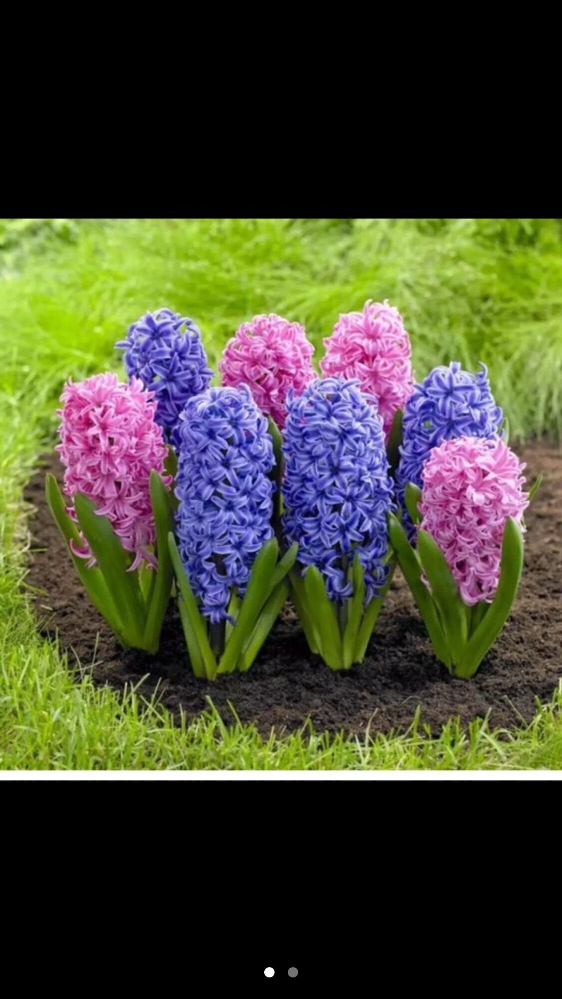 [HCM]5 Hạt giống Hoa Ông Tiên của Mỹ