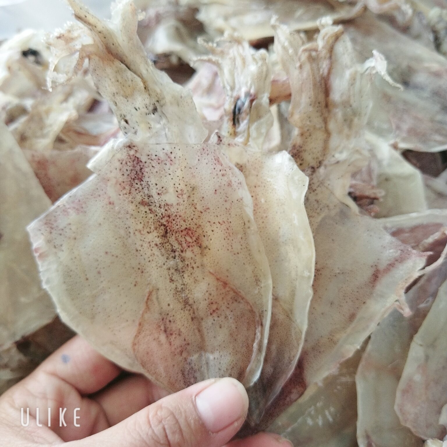 Khô mực nhỏ 500gam