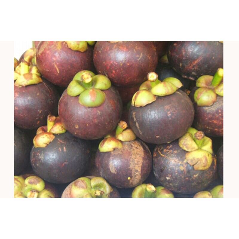 Cây măng cụt thái