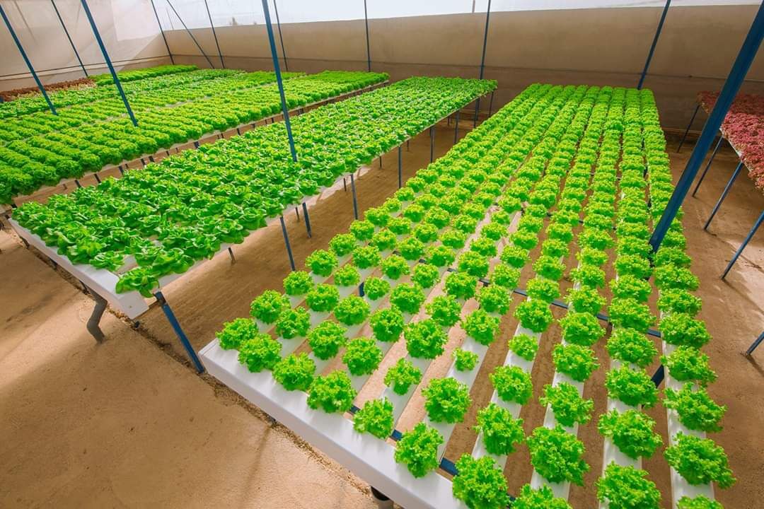 Dinh dưỡng thuỷ canh dạng khô NOVA ISA 20