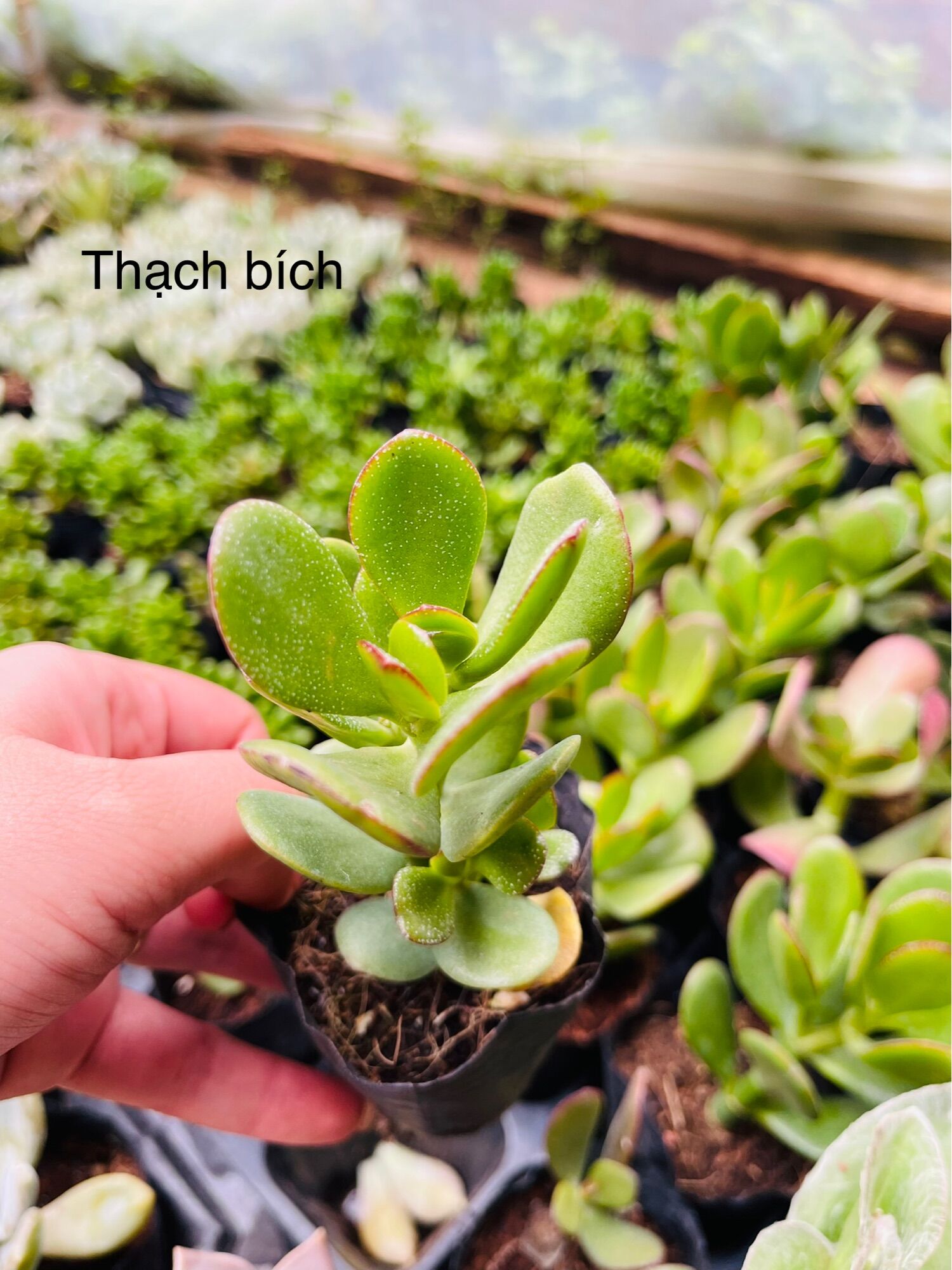 Sen đá Thạch bích size bầu 3-5 cm
