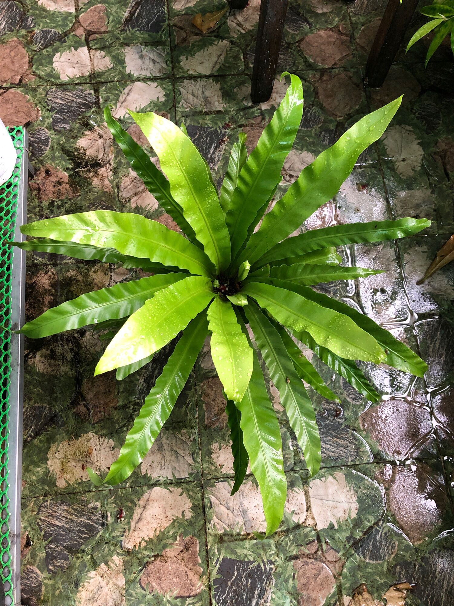 Cây tổ Phụng