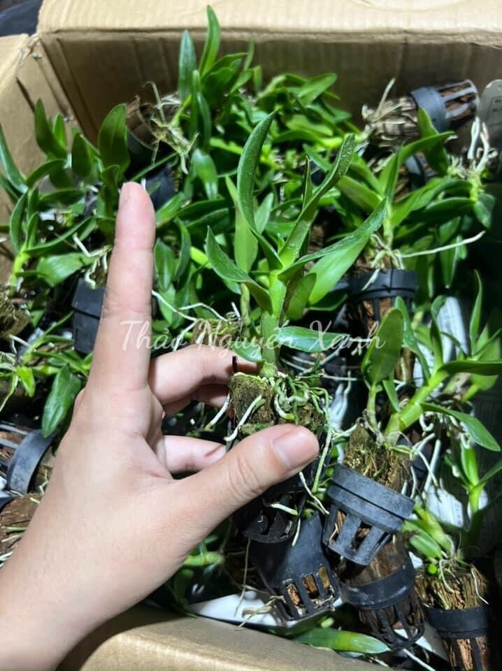 Lan Dendro Nắng Thơm Bà Liễu - Cây Con