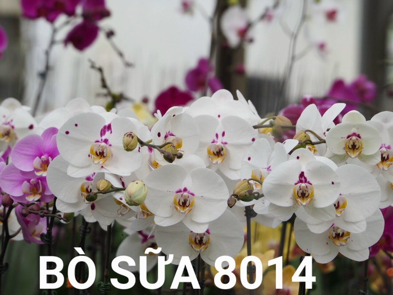 lan hồ điệp cốc 2.5 màu bò sữa