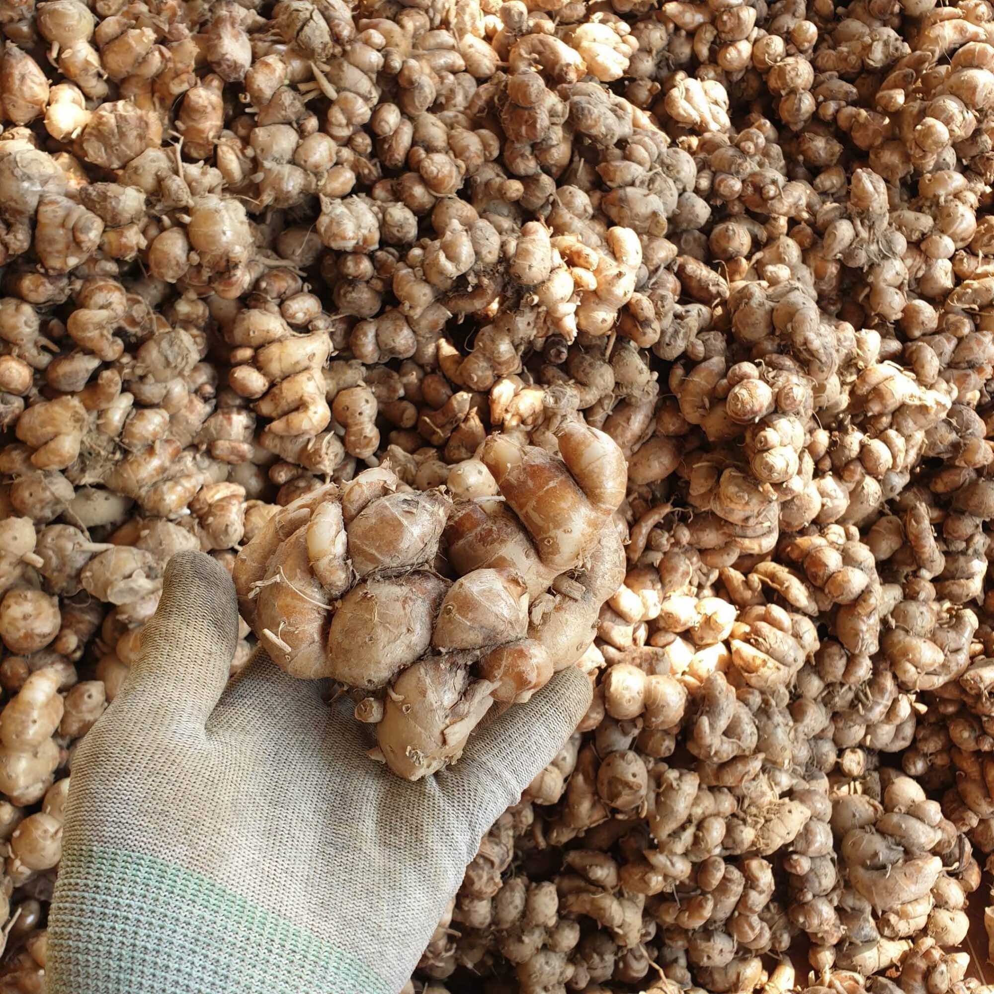 1kg Củ địa liền tươi củ to ( xá kiếng/ xá kén)